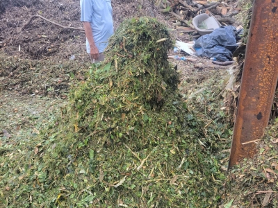 CÂY XANH BĂM